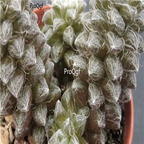 seed ngryise Anacampseros baeseckei 100pcs 18usd