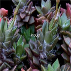 seed ngryise Anacampseros mix 100pcs 18usd