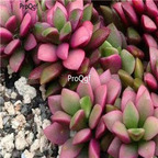 18usd Ngryise Anacampseros rufescens seed