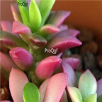 seed Ngryise Anacampseros telephiastrum  100pcs 18usd