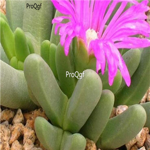 seed Ngryise Antegibbaeum fissoides 100pcs 18usd