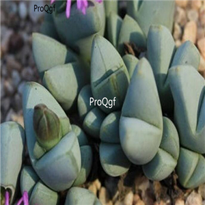 Seed Ngryise Antimima dualis 100pcs 18usd