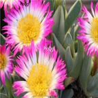 Seed Ngryise Antimima ventricosa 100pcs 18usd