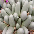 Seed Ngryise Argyroderma fissum  100pcs 18usd