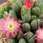 SEED NGRYISE Argyroderma mix 100pcs 18usd