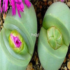 SEED NGRYISE Argyroderma pearsonii 100pcs 18usd