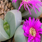 SEED Ngryise Argyroderma ringens 100pcs 18usd