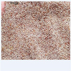 39usd 100pcs white anubias seed