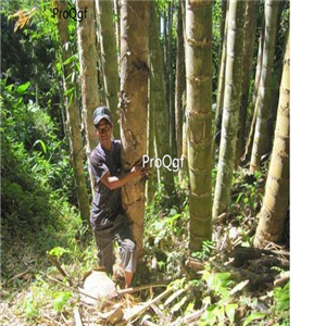 29usd Ngryise 3000pcs dendrocalamus sinicus huge dragon bamboo seed