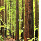 29usd Ngryise 2000pcs Sequoia sempervirens seed