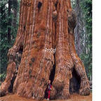 29usd Ngryise 500pcs Sequoiadendron giganteum seed