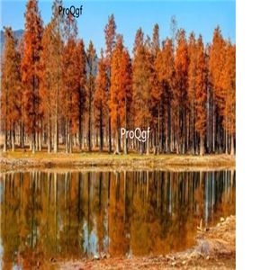 19usd Ngryise 500pcs Taxodium mucronatum seed