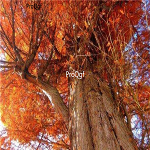 19usd Ngryise 1000pcs Larix potaninii Batal seed