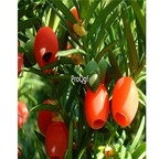 19usd Ngryise 300pcs Taxus chinensis seed