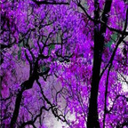 18usd Ngryise 100pcs Nyssa sinensis seed