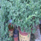 18usd Ngryise 200pcs Taxus  media Rehde seed