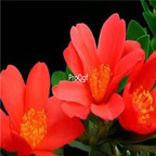 18usd Ngryise 100pcs Camellia longicaudata Chang  seed