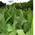 38usd Ngryise 100pcs Nicotiana tabacum seed