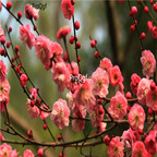 18usd Ngryise 100pcs Red plum Prunus mume seed
