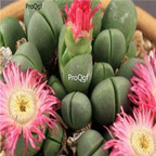 Seed Ngryise Argyroderma subalbum 100pcs 18usd