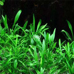 38usd Ngryise 500pcs Cryptocoryne parva seed