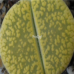 Seed Ngryise aucampiae Bettys Beryl C389 100pcs 15usd