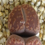 seed ngryise aucampiae Rubrobrunnensis F5A 50pcs 18usd