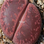 seed ngryise aucampiae Rudesheim Ruby 100pcs 18usd