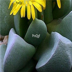 seed ngryise Bijlia cana 100pcs 18usd