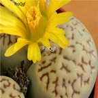 seed ngryise bromfieldii  Mennellii 100pcs 15usd