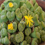 seed ngryise bromfieldii insularis Sulphurea 100pcs 15usd