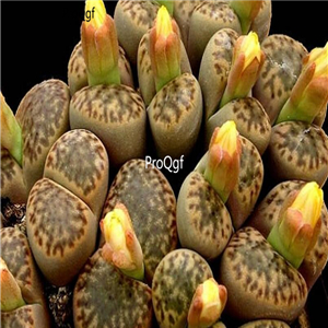 Seed Ngryise bromfieldii v Insularis 100pcs 15usd