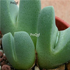 seed ngryise Cheiridopsis brownii 100pcs 18usd