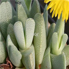 seed ngryise Cheiridopsis caroli-schmidtii 100pcs 18usd