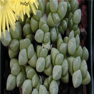 seed ngryise Cheiridopsis minor  100pcs 18usd