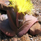 seed ngryise Cheiridopsis peculiaris 100pcs 18usd