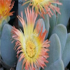 seed ngryise Cheiridopsis pillansii 100pcs 18usd