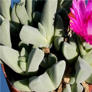 seed ngryise Cheiridopsis purpurea 100pcs 18usd