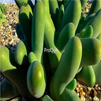 seed ngryise Dactylopsis digitata 100pcs 18usd