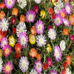 seed ngryise Delosperma - winter hardy 100pcs 18usd