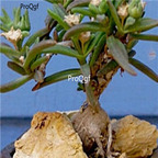 seed ngryise Delosperma napiforme 100pcs 18usd