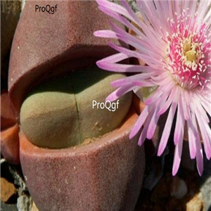 seed ngryise Didymaotus lapidiformis 100pcs 18usd