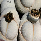 seed ngryise Dinteranthus pole-evansii 50pcs 18usd