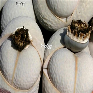 seed ngryise Dinteranthus pole-evansii 50pcs 18usd