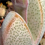 seed ngryise Dinteranthus puberulus 100pcs 18usd