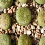 seed ngryise dinteri Dintergreen C206A 30pcs 18usd