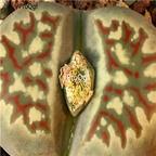 seed ngryise dorotheae C124 100pcs 18usd