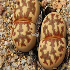 seed ngryise dorotheae C300 100pcs 18usd