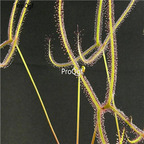 seed ngryise Drosera binata Forked Sundew 200pcs 15usd