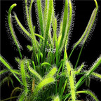 seed ngryise Drosera capensis Alba 200pcs 15usd